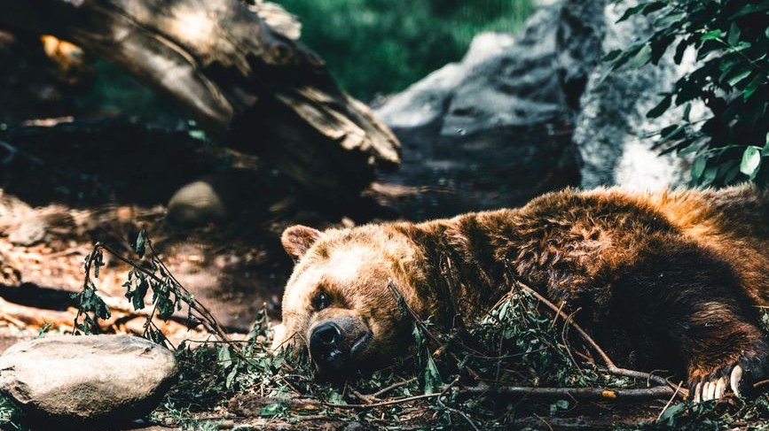 Japan Kills 14,000 Bears in Nine Months After Record-Breaking Attacks