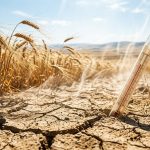 Farmworker Heatstroke Cases Expose a Deadly Gap in US Heat Protections