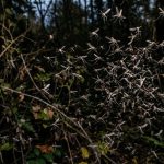 Los Angeles Mosquito Crisis: West Nile Cases Hit Decade High Amid Record Heat