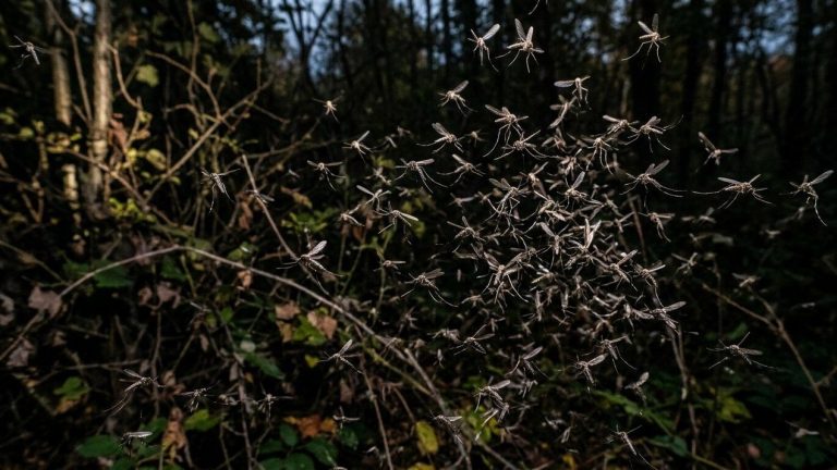 Los Angeles Mosquito Crisis: West Nile Cases Hit Decade High Amid Record Heat