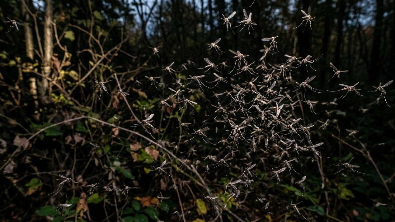 Los Angeles Mosquito Crisis: West Nile Cases Hit Decade High Amid Record Heat