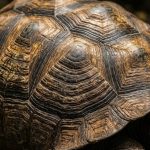 Tortoise Science: How Jonathan the 192-Year-Old Reptile Could Hold the Key to Human Longevity